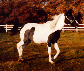 PINTABIAN